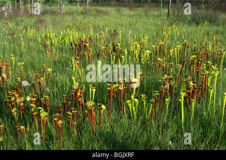 Pianta carnivora tromba brocca piante Sarracenia flava & S. flava var rubricorpora Florida USA Foto Stock