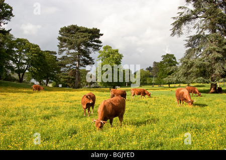 Rosso rubino il pascolo di bestiame in buttercup meadow, England, Regno Unito Foto Stock