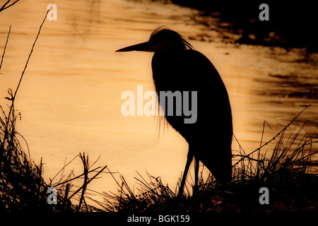 Silhouette di un airone cinerino (Ardea cinerea) sul bordo delle acque, England, Regno Unito Foto Stock
