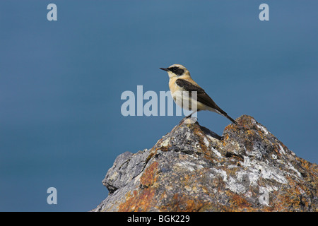 Nero-eared culbianco Oenanthe hispanica maschio appollaiato sulla roccia colorata a Achladeri, Lesbo, Grecia in aprile. Foto Stock