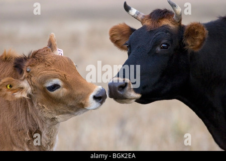 Madre Jersey mucca nuzzling il suo giovane vitello all'aperto in pascolo in una fattoria nelle province della prateria canadese. (Bos toro) Foto Stock
