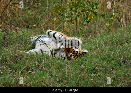 Tiger rotolamento in erba verde di Ranthambhore dopo la stagione delle piogge monsoniche Foto Stock