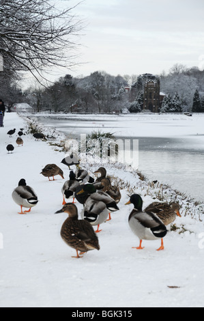 Le anatre bastarde St Chad's Chiesa e Stowe Piscina Lichfield Staffordshire Inghilterra su un inverni nevosi giorno 2010 Foto Stock