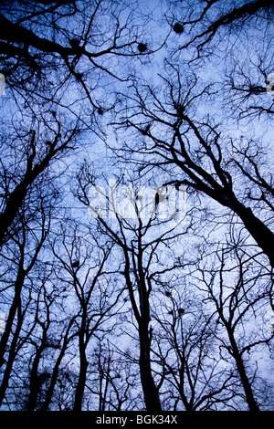 Rookery in inverno, Gloucestershire, England, Regno Unito Foto Stock