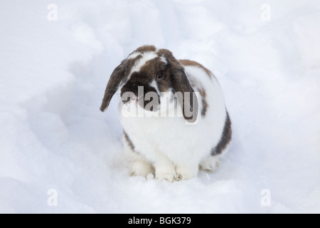 Holland Lop animale domestico nana coniglio all'aperto in cortile coperto di neve in inverno Foto Stock