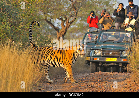 Veicoli turistici a seguito di una tigre una tigre safari in Ranthambhore riserva della tigre Foto Stock