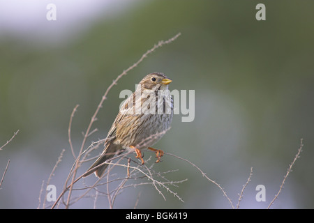 Corn Bunting Miliaria calandra arroccato su ramoscelli a Kalloni entroterra del lago, Lesbo, Grecia in aprile. Foto Stock