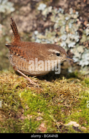 Wren (Troglodytes troglodytes) arroccato su moss ramo coperti, England, Regno Unito Foto Stock