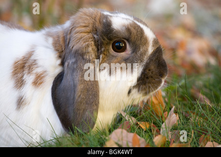 Holland Lop pet dwarf rabbit all aperto in autunno Foto Stock