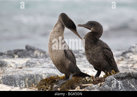 Flightless cormorano (Phalacrocorax harrisi) il comportamento di corteggiamento Foto Stock