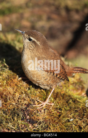 Wren (Troglodytes troglodytes) arroccato su moss ramo coperti, England, Regno Unito Foto Stock