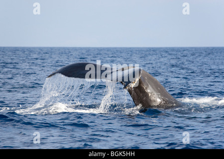 Humpback Whale tail fluke fino Foto Stock