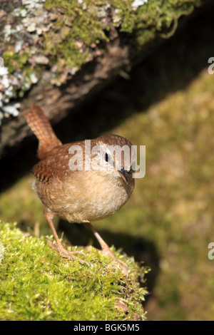 Wren (Troglodytes troglodytes) arroccato su moss ramo coperti, England, Regno Unito Foto Stock