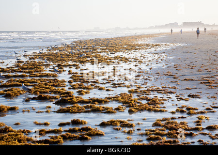 Cape Canaveral, FL - Nov 2008 - Gabbiani e per chi ama fare jogging sulla coperta di alghe marine spiaggia al Jetty Park a Cape Canaveral, in Florida Foto Stock