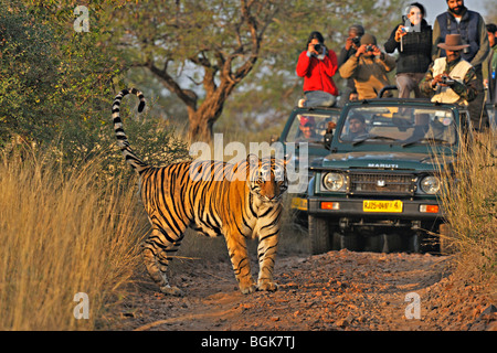 Veicoli turistici a seguito di una tigre una tigre safari in Ranthambhore riserva della tigre Foto Stock