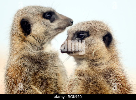 Una vista ravvicinata di due meerkats guardando all'orizzonte Foto Stock