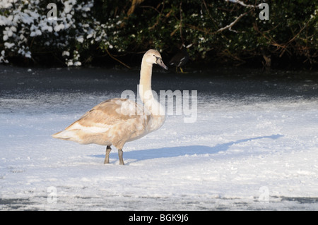 Immaturo del Cigno Cygnus olor su ghiaccio nevoso inverno del giorno 2010 Minster Piscina Lichfield Inghilterra England Foto Stock