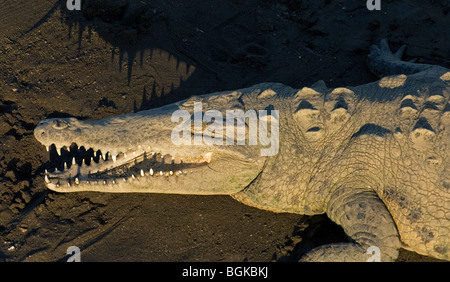 Coccodrillo americano (Crocodylus acutus) appoggiato sulla banca del fiume che mostra grande muso e denti, Carara National Park, Costa Rica Foto Stock