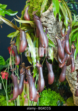 Nepenthes ibrido noto anche come la tazza di scimmia sul display a Harrogate Spring Flower Show Foto Stock