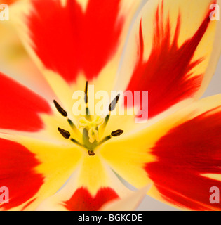 Close up di aprire completamente il rosso e il giallo tulip flower Foto Stock