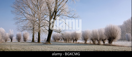 Pollard salici (Salix sp.) e pioppo (Populus sp.) coperto di brina in inverno, Belgio Foto Stock
