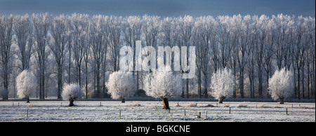 Pollard salici (Salix sp.) e pioppo (Populus sp.) coperto di brina in inverno, Belgio Foto Stock