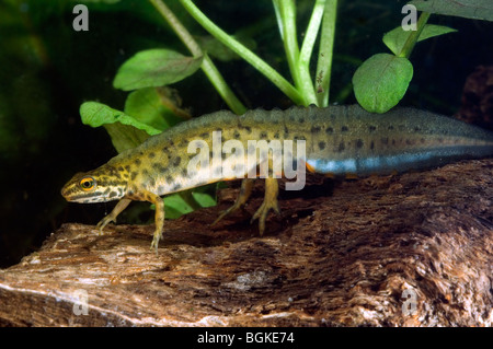 Comune di tritone liscia (Lissotriton vulgaris / Triturus vulgaris) nuoto sott'acqua in stagno Foto Stock