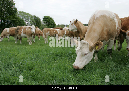 Simmental vacche a Erba Foto Stock