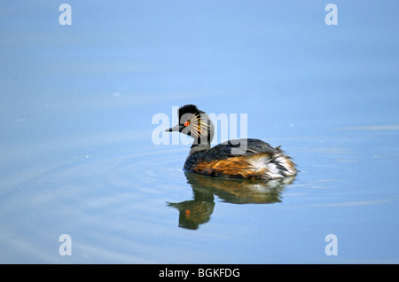 Nero-svasso collo (Podiceps nigricollis), Germania Foto Stock