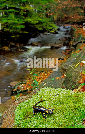 Europeo / Salamandra salamandra pezzata (Salamandra salamandra) su moss vicino al ruscello nella foresta Foto Stock