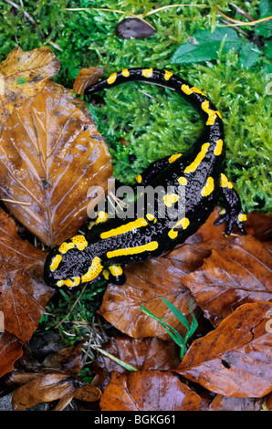 Europeo / Salamandra salamandra pezzata (Salamandra salamandra) sul muschio e foglie in foresta Foto Stock