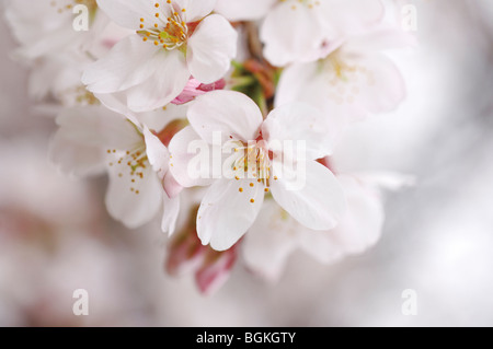 Cherry flowers close up Foto Stock