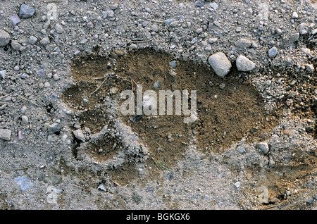 Unione l'orso bruno (Ursus arctos) impronta in sabbia della zampa posteriore, Svezia Foto Stock