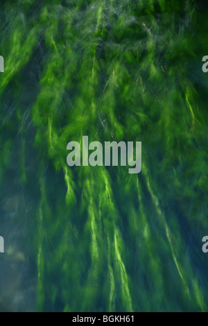 Una fotografia di erbaccia di acqua agitando in un fiume che scorre Foto Stock