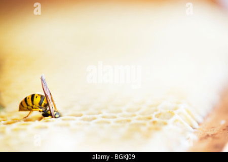 Wasp razzia favo di miele in un alveare Foto Stock