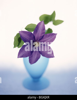 Clematis viola Foto Stock