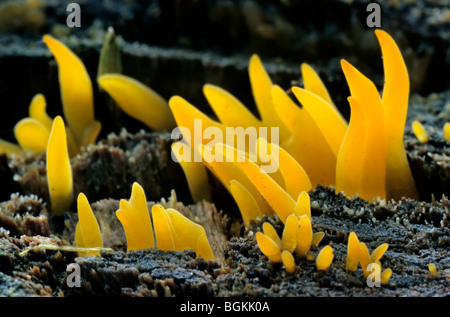 Piccolo fungo stagshorn (Calocera cornea / Clavaria cornea / Corynoides cornea) Foto Stock