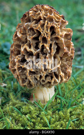 Comuni / morel morel giallo / vero / morel morel mushroom / spugna morel (Morchella esculenta) Foto Stock