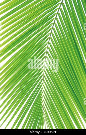 Foglio della Palma Foto Stock