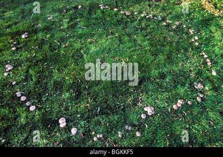 Funghi formanti anello fairy in Prato Foto Stock