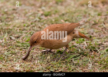 Rufous Hornero o Ovenbird (Furnarius rufus) su un tumulo di erba uccidere un grub Foto Stock