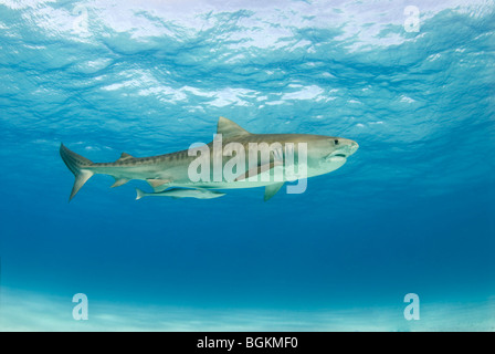 Un squalo tigre (Galeocerdo cuvier) con una remora a seguito di nuoto nel blu di acqua con la superficie al di sopra e al di sotto di sabbia Foto Stock