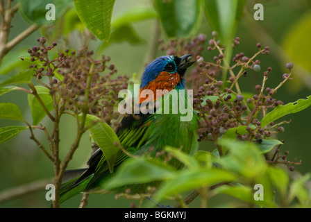 Rosso Colli (Tanager Tangara cyanocephala) mangiando i frutti di bosco Foto Stock