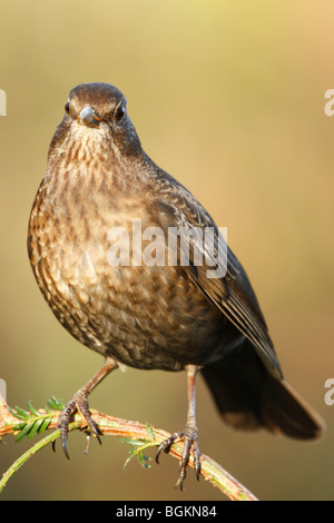 Merlo (Merula turdus) femmina appollaiata su ramoscello e di fronte alla fotocamera Foto Stock