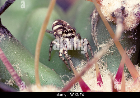 Zebra spider (Salticus scenicus: Salticidae) su un cactus in una serra REGNO UNITO Foto Stock