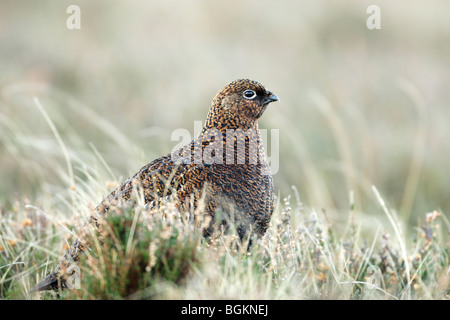 Red Grouse femmina (Lagoups lagopus scotticus) sat tra erba e Heather Foto Stock