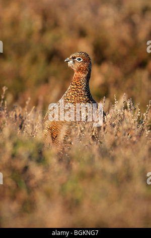 Red Grouse femmina (Lagoups lagopus scotticus) sat tra heather Foto Stock