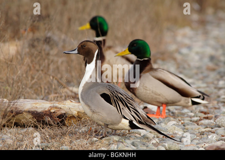 Northern pintail duck Drake e il germano reale I draghetti a bordo della laguna-Victoria, British Columbia, Canada. Foto Stock