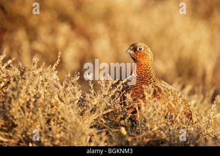 Red Grouse femmina (Lagopus lagopus scotticus) tra erba e heather in luce calda Foto Stock