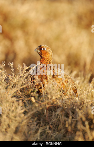 Red Grouse femmina (Lagopus lagopus scotticus) tra erba e heather in luce calda Foto Stock